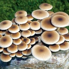 Mushroom Kit - Agrocybe Aegerita (Swordbelt - Black Poplar)  -  FREE Shipping